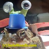 /home//u458753944/public_html/sourcegallery//Roxborough Toad Detour/2013-2019/2018/2018-04-13/P4130035.JPG